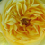 Rumena - Vrtnica čajevka - Souvenir de Marcel Proust